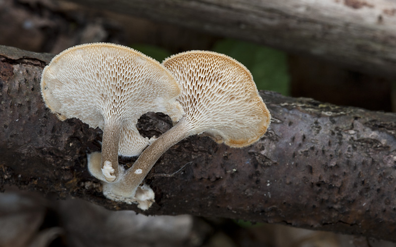 Polyporus arcularius